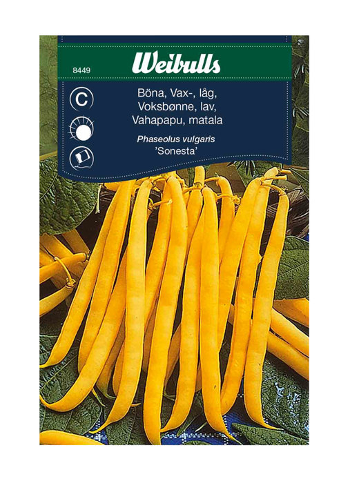 Voksbønne, lav 'Sonesta'